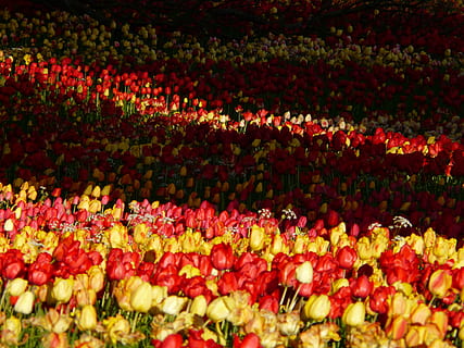Tulpe, Feld, Gegenlicht, Schatten, Tulpenfeld, Licht, scheinen, durchscheinen, Tulpen, tulpenbluete, Blumen, bunt, Farbe, Frühling, blühen, Zierpflanze, Garten, Park, Blumendesign, Gartenbecher, Natur, blühte auf, Blumen-, Flora, Tulpenwiese, Blume, Blumenbeet, frisch, Pflanze, Glück, Hintergrund, Hintergrundbild, idyllisch, Landschaft, Pflanzenbeet, wunderschönen, Sonnenlicht, sonniger Tag, Tag, rot, Gelb, Bett, Pflanzen, draussen, Floristik, Design, landwirtschaftliche Szene, hell, farbig, draußen, Schönheit in der Natur, mehrfarbig, Blatt, Farbbild, Jahreszeit, Landwirtschaft, grüne Farbe, Farben, lebendige Farbe, Fülle, Essen und Trinken, große gruppe von gegenständen, Frische, blühende Pflanze, Vollbild, Verletzlichkeit, Zerbrechlichkeit, keine Leute, Hintergründe, Wachstum, Blütenkopf, 2K, CC0, gemeinfrei, lizenzfrei