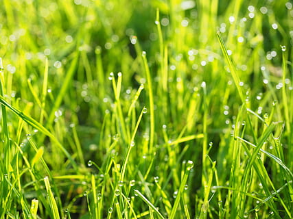 goutte de rosée, goutte, humide, vert, Prairie, herbe, se ruer, Morgentau, couleur verte, plante, beauté dans la nature, eau, la nature, laissez tomber, croissance, champ, brin d'herbe, fraîcheur, arrière-plans, terre, plaine, été, rosée, personne, pluie, en plein air, printemps, goutte de pluie, pureté, couleur saturée, 4K, CC0, domaine public, libre de droits