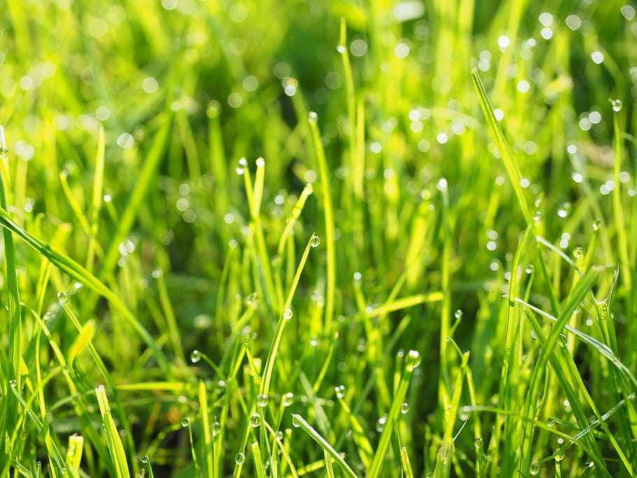 dewdrop, odkapávat, mokré, zelená, louka, tráva, spěch, morgentau, zelená barva, rostlina, krása v přírodě, voda, Příroda, pokles, růst, pole, stéblo trávy, svěžest, pozadí, přistát, prostý, letní, rosa, nikdo, déšť, venku, jaro, dešťová kapka, čistota, syté barvy, 4K