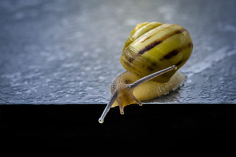 cerca de la foto, beige, caracol, gris, superficie, cáscara, mariscos, aguas, una, despacio, animal, cerrar, mundo animal, pequeña, plaga de caracoles, baboso, asqueroso, fauna animal, temas de animales, gasterópodo, un animal, invertebrado, molusco, animales en la naturaleza, antena animal, de cerca, nadie, parte del cuerpo del animal, aburrimiento, caparazón de animal, arrastrándose, amarillo, espiral, naturaleza, 5K, CC0, dominio público, libre de derechos