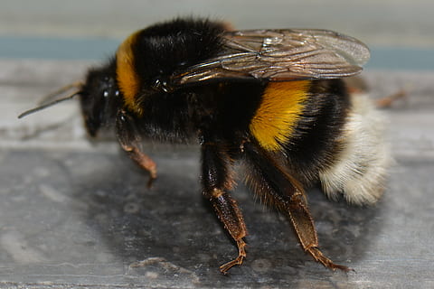 bumblebee, erro, animal, temas animais, um animal, inseto, invertebrado, animais em estado selvagem, animais selvagens, fechar-se, abelha, ninguém, focar em primeiro plano, beleza na natureza, natureza, parte do corpo animal, amarelo, ao ar livre, dia, comprimento total, cabelo, bebendo, olho animal, 4K, CC0, domínio público, royalty free