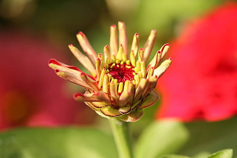 fiore, macro, giallo, rosso, natura, pianta, macro chichewa, verde, fiori, primavera, giardino, vicino, le foglie sono, fiori di primavera, sfondo, foto di fiori, pianta fiorita, freschezza, bellezza nella natura, avvicinamento, fragilità, vulnerabilità, crescita, petalo, concentrarsi sulle conoscenze acquisite, messa a fuoco selettiva, polline, infiorescenza, nessuno, testa di fiore, all'aperto, mazzo, sepalo, 4K, CC0, dominio pubblico, privo di copyright