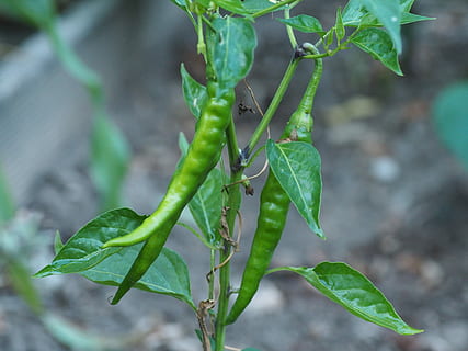 Pepe, verdure, giardino, acuto, baccelli, paprica, nitidezza, peperoni, cibo, ardente, salutare, Spezia, vitamine, piccante, mangiare, stagione, frisch, verde, sfondo, biglietto d'auguri, parte vegetale, foglia, colore verde, pianta, crescita, nessuno, natura, cibo e bevande, fauna selvatica, temi animali, avvicinamento, animale, animali allo stato selvatico, giorno, verdura, un animale, concentrarsi sulle conoscenze acquisite, mangiare sano, all'aperto, 4K, CC0, dominio pubblico, privo di copyright