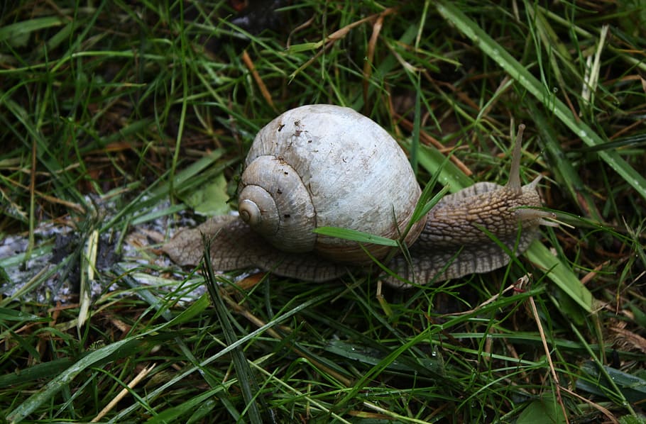 søm, spisning, migration, vinbjergs negle, dyr, et dyr, dyre temaer, dyreliv, udendørs, natur, græs, Mark, mollusk, plante, havsnegle, tæt på, dyr i naturen, ingen mennesker, hvirvelløse, jord, skal, dag, grøn farve, dyreskal, snegl, 2K