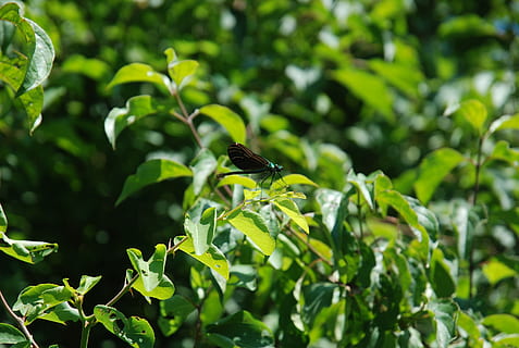 libellula, vicino, insetto, ala, natura, luminosa, piccolo, delicato, fragile, colorato, antenne, torace, selvaggio, entomologia, all'aperto, vita, invertebrato, pianta, colore verde, fauna selvatica, parte vegetale, foglia, animali allo stato selvatico, temi animali, crescita, animale, un animale, albero, giorno, concentrarsi sulle conoscenze acquisite, nessuno, uccello, appollaiati, vertebrato, ramo, 2K, CC0, dominio pubblico, privo di copyright