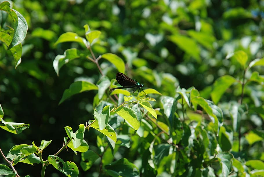libellula, vicino, insetto, ala, natura, luminosa, piccolo, delicato, fragile, colorato, antenne, torace, selvaggio, entomologia, all'aperto, vita, invertebrato, pianta, colore verde, fauna selvatica, parte vegetale, foglia, animali allo stato selvatico, temi animali, crescita, animale, un animale, albero, giorno, concentrarsi sulle conoscenze acquisite, nessuno, uccello, appollaiati, vertebrato, ramo, 2K