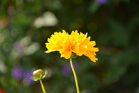 blomst, gul, sol, knap, natur, kronblade, have, sommer, gul var, Land, blomstrende plante, friskhed, skønhed i naturen, plante, tæt på, blomsterhoved, sårbarhed, skrøbelighed, vækst, kronblad, blomsterstand, fokus på forgrunden, ingen mennesker, udendørs, plantestamme, levende farve, forår, prydhave, 5K, CC0, offentligt domæne, royaltyfrie
