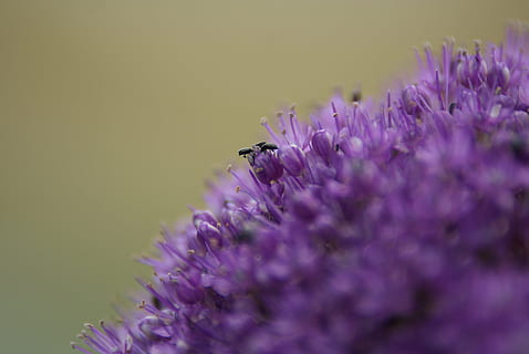 palla, viola, fiore, pianta fiorita, bellezza nella natura, vulnerabilità, fragilità, insetto, invertebrato, temi animali, animale, freschezza, crescita, avvicinamento, un animale, fauna selvatica, pianta, animali allo stato selvatico, petalo, testa di fiore, messa a fuoco selettiva, lavanda, nessuno, impollinazione, 4K, CC0, dominio pubblico, privo di copyright