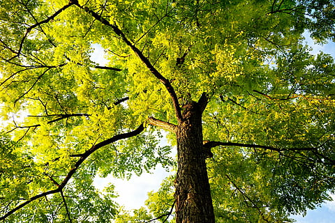 albero, cima dell'albero, tronco, baldacchino, ramo, foglia, fogliame, legna, lussureggiante, cielo, struttura, luminosa, luce del sole, estate, natura, giallo, foresta, autunno, all'aperto, stagione, pianta, Inquadratura dal basso, crescita, bellezza nella natura, colore verde, tronco d'albero, la tranquillità, nessuno, giorno, scena tranquilla, idilliaco, baldacchino di albero, 4K, CC0, dominio pubblico, privo di copyright