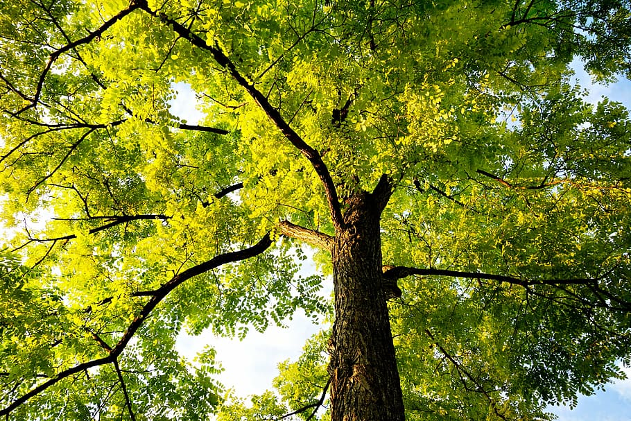 albero, cima dell'albero, tronco, baldacchino, ramo, foglia, fogliame, legna, lussureggiante, cielo, struttura, luminosa, luce del sole, estate, natura, giallo, foresta, autunno, all'aperto, stagione, pianta, Inquadratura dal basso, crescita, bellezza nella natura, colore verde, tronco d'albero, la tranquillità, nessuno, giorno, scena tranquilla, idilliaco, baldacchino di albero, 4K