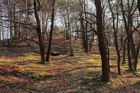 Skov, træ, natur, lys, landskab, humør, filialer, skove, ingen mennesker, dag, udendørs, jord, plante, ro, træstamme, bagagerum, skønhed i naturen, efterår, ikke-urbane scene, vækst, rolig scene, scenics - natur, lave om, miljø, sti, 4K, CC0, offentligt domæne, royaltyfrie