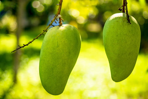Mango, Mango Baum, Früchte, Obst, grüne Mango, Essen und Trinken, Lebensmittel, gesundes Essen, grüne Farbe, Fokus auf den Vordergrund, Frische, Nahansicht, keine Leute, Pflanze, Tag, Baum, hängend, Wohlbefinden, Natur, draußen, reif, Pflanzenstamm, Apfel - Frucht, Ast, 5K, CC0, gemeinfrei, lizenzfrei