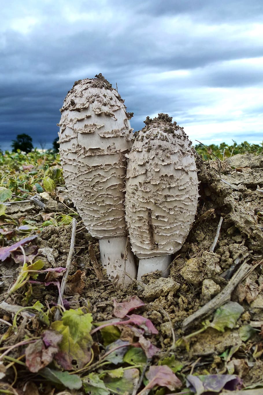 natur, svampe, tæt, dramatisk, sky - himmel, himmel, dag, ingen mennesker, plante, solid, udendørs, jord, klippe, tæt på, vækst, ro, stak, rock-objekt, champignon, træ, træ - materiale, skønhed i naturen, Mark, 2K