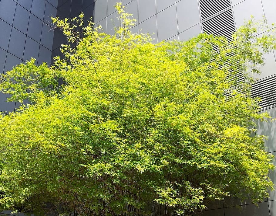 bambú, arbre, fulles verdes, fullatge, verd, fulles, ornamentals, decoració, botànic, jardineria, exterior de l'edifici, gratacels, arquitectura, ciutat, estructura construïda, exterior d’edifici d’oficines, planta, creixement, edifici, dia, color verd, naturalesa, cap gent, vista d’angle baix, a l'aire lliure, llum solar, oficina, cel, reflexió, full, districte financer, 1080P