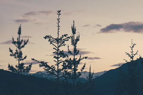 silhouet, bloemen, zonsondergang, planten, bomen, dageraad, boom, wolk, hemel, natuur, pijnboom, dennenboom, boomtop, evergreen, kruin, berg-, landschap, de lente, Purper, fabriek, schoonheid in de natuur, geen mensen, kalmte, groei, wolk - lucht, scenics - natuur, rustige scène, niet-stedelijke scène, dag, buitenshuis, milieu, sneeuw, verontreiniging, 4K, CC0, publiek domein, royaltyvrij