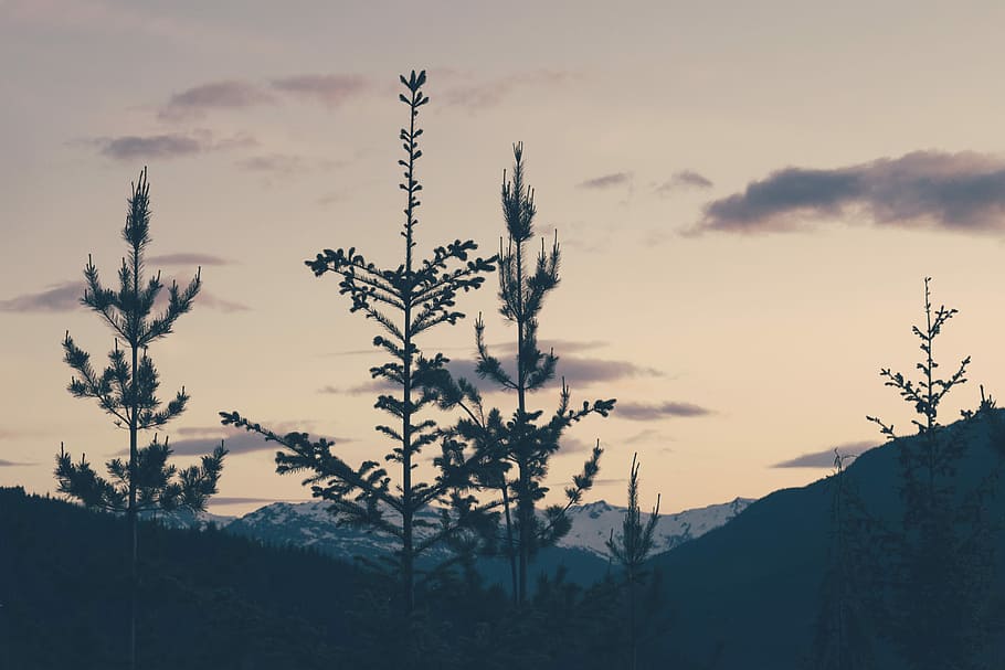 silhouet, bloemen, zonsondergang, planten, bomen, dageraad, boom, wolk, hemel, natuur, pijnboom, dennenboom, boomtop, evergreen, kruin, berg-, landschap, de lente, Purper, fabriek, schoonheid in de natuur, geen mensen, kalmte, groei, wolk - lucht, scenics - natuur, rustige scène, niet-stedelijke scène, dag, buitenshuis, milieu, sneeuw, verontreiniging, 4K