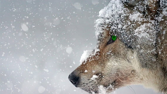 closeup, photo, wolf face, covered, snow, wolf, cold, eye, green, piercing, predator, winter, wildlife photography, landscape, animal world, frost, wild animal, cold temperature, one animal, snowing, outdoors, animal wildlife, day, animals in the wild, animal themes, animal, mammal, nature, snowflake, storm, no people, blizzard, side view, frozen, animal head, extreme weather, warm clothing, 1080P, CC0, public domain, royalty free