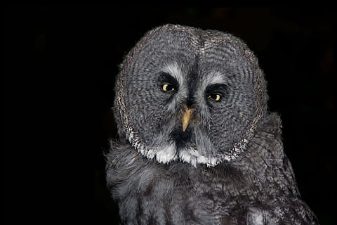 closeup, photo, gray, owl, bird, eagle owl, feather, animal, night active, eyes, close, plumage, night, birds, forest, nature, raptor, strix nebulosa, barn owl, eurasian eagle european owl, wisdom, owl sleeping owl, bart owl, tawny owl, wildlife, beak, black Color, animal Eye, bird of Prey, one animal, animal themes, black background, animal wildlife, studio shot, animals in the wild, vertebrate, animal body part, portrait, close-up, no people, looking at camera, animal head, indoors, front view, yellow eyes, 5K, CC0, public domain, royalty free