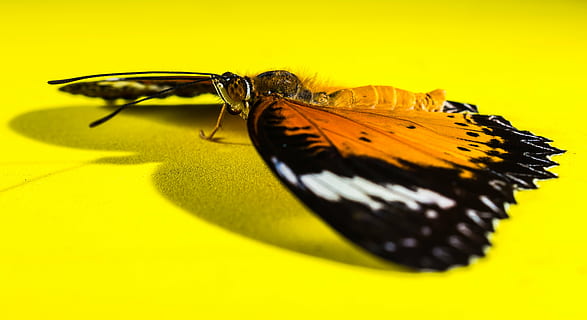 fluture, insectă, animale tematice, galben, animal, nevertebrat, animale sălbatice, un animal, fundal colorat, animal aripă, animale în sălbăticie, a închide, nici o persoana, studio shot, fundal galben, frumusețe în natură, partea corpului animalului, macro, fluture - insectă, natură, antena animală, 5K, CC0, domeniu public, fără drepturi de autor