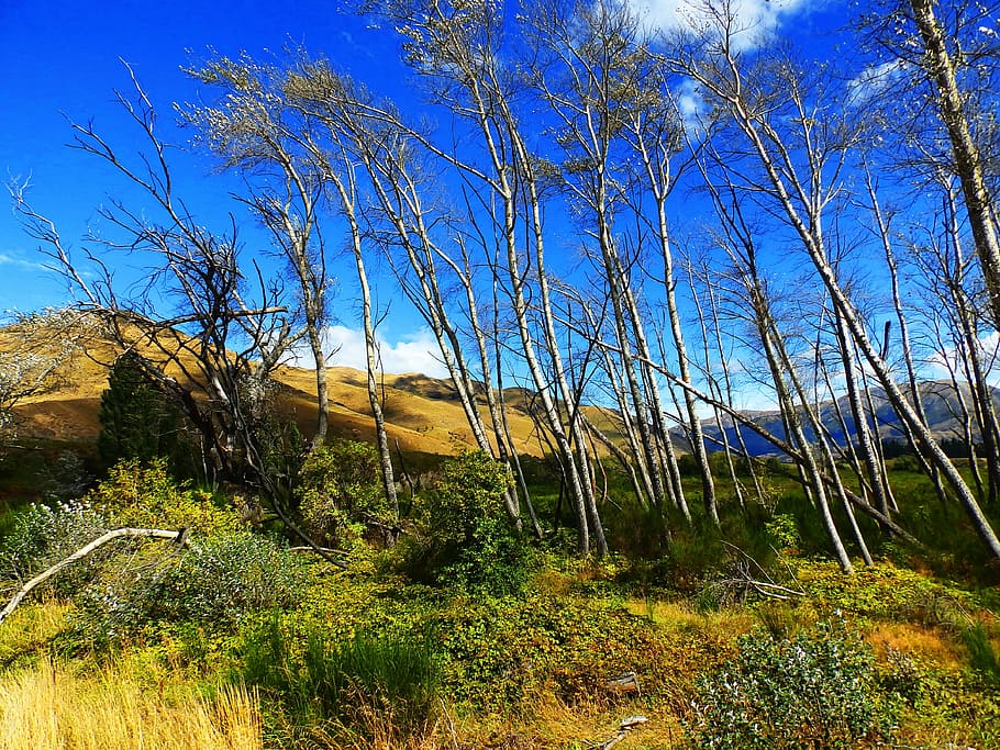 passere, bakke, bjerge, træ, natur, landskab, stilheden, New Zealand, plante, himmel, ro, ingen mennesker, vækst, rolig scene, dag, jord, skønhed i naturen, græs, sollys, scenics - natur, blå, Skov, ikke-urbane scene, skyfri himmel, udendørs, miljø, 4K