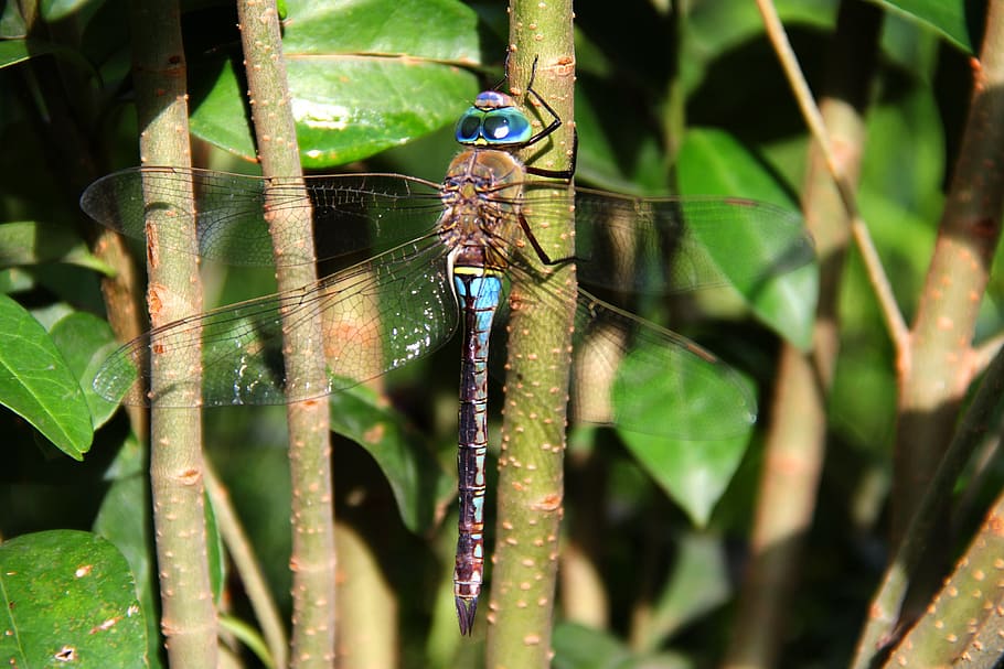 libellula, animali, insetto, ala, animali allo stato selvatico, animale, temi animali, un animale, fauna selvatica, parte vegetale, invertebrato, pianta, foglia, avvicinamento, natura, giorno, colore verde, nessuno, crescita, concentrarsi sulle conoscenze acquisite, ala animale, all'aperto, 2K