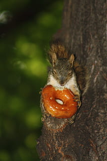 ardilla, rosquilla, animal, criatura, linda, comer, gracioso, parque, mamífero, tupido, curioso, fauna animal, un animal, temas de animales, animales en la naturaleza, roedor, de cerca, centrarse en primer plano, nadie, tronco de arbol, naturaleza, día, árbol, el maletero, comiendo, comida, al aire libre, comida y bebida, cabeza de animal, ladrar, 4K, CC0, dominio público, libre de derechos