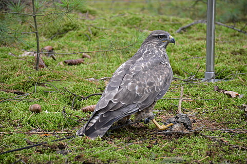 paukštis, plėšrūnas, sėdi, plunksna, snapas, miškas, laukiniai, buzzard, buzzard harris, pakabutis, medžiotojas, gyvūnas, gyvūnų temos, gyvūnų gyvūnija, gyvūnams, stuburiniai, žolė, augalų, vienas gyvūnas, žemės, plėšrusis paukštis, nėra žmonių, pobūdį, perching, lauke, sutelkti dėmesį į naujas žinias, dieną, visas ilgis, Iš arti, 5K, CC0, Viešasis domenas, nemokamai