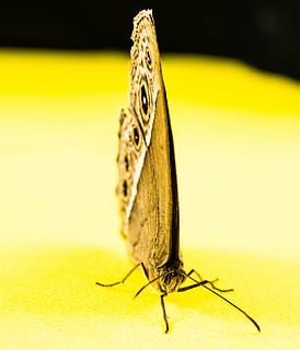 fluture, insectă, animale tematice, animal, un animal, nevertebrat, animale sălbatice, galben, a închide, animale în sălbăticie, nici o persoana, partea corpului animalului, fluture - insectă, macro, natură, animal aripă, să se concentreze asupra primelor elemente, lungime totală, zoologie, molie, studio shot, picior de animale, 4K, CC0, domeniu public, fără drepturi de autor