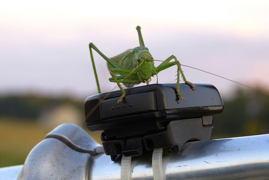 cicala, insetto, natura, avvicinamento, nessuno, all'aperto, giorno, concentrarsi sulle conoscenze acquisite, invertebrato, mantide religiosa, animali allo stato selvatico, fauna selvatica, cavalletta, temi animali, antenna animale, un animale, mezzi di trasporto, modo di trasporto, colore verde, veicolo terrestre, animale, 4K