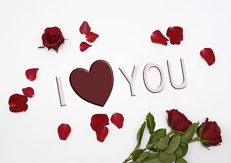 vermell, rosa, estimo, superposició de text, amor, cor, romanç, dia de Sant Valentí, flors, romàntic, roses vermelles, dia del casament, flor, florir, planta, rosa vermella, flor de roses, afecte, dia de la mare, pètals, cor d'amor, planta amb flors, fons blanc, pètal, emoció positiva, emoció, forma del cor, full, dia de Sant Valentí: vacances, bellesa a la natura, frescor, part de la planta, naturalesa, tir de l'estudi, cap de flor, 4K, CC0, domini públic, lliure de regalies