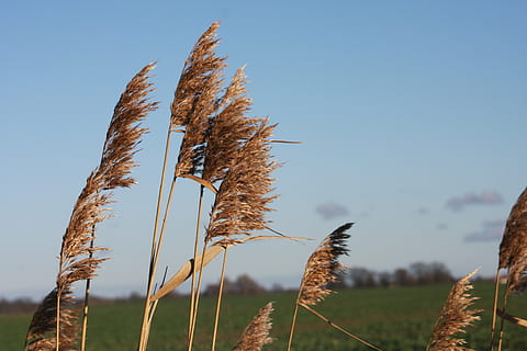 naturalesa, canya, vent, primavera, cel blau, planta, creixement, cel, bellesa a la natura, tranquil·litat, camp, dia, terra, centrar-se en primer pla, cap gent, paisatge, cultiu, escena tranquil·la, agricultura, escena rural, medi ambient, cel clar, planta de cereals, primer pla, a l'aire lliure, tija, plantació, herba de Timoteu, 4K, CC0, domini públic, lliure de regalies