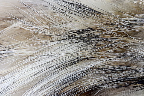 pelliccia, morbido, struttura, sfondo, astratto, tattile, toccare, ictus, avvicinamento, natura, capelli, peli di animali, nessuno, animale, sfondi, temi animali, fotogramma intero, mammifero, morbidezza, un animale, Colore bianco, strutturato, domestico, animali domestici, modello, parte del corpo animale, in casa, acconciatura, 1080P, CC0, dominio pubblico, privo di copyright