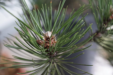 pin, copac, macro, verde, conifer, Brad, Pinaceae, plantă, ac - parte a plantelor, con de brad, creştere, nici o persoana, Culoarea verde, natură, a închide, ramură, zi, selectiv, frunze, parte a plantelor, frumusețe în natură, să se concentreze asupra primelor elemente, în aer liber, copac vesnic verde, 5K, CC0, domeniu public, fără drepturi de autor