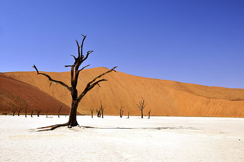 brown, leafless tree, sandy, soil, daytime, desert, desolate, drought, dry, hills, hot, mountains, nature, sand, sky, trees, tree, landscape, environment, scenics - nature, plant, climate, land, blue, clear sky, tranquil scene, remote, tranquility, bare tree, arid climate, no people, dead plant, outdoors, 4K, CC0, public domain, royalty free