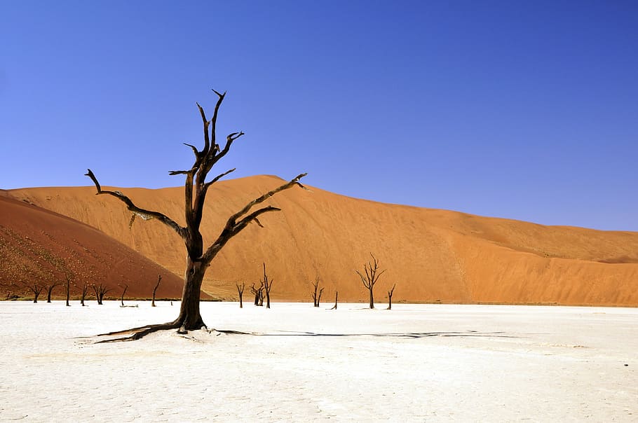 fotografia de paisatge, marchit, arbre, mig, desert, hivern, namibia, vlei mort, deadvlei, olla de fang, sequera, Àfrica, sec, mort, sorra, cel, duna, blau, blanc, naturalesa, duna de sorra, paisatge, sossusvlei, medi ambient, clima, escenics - natura, planta, terra, cel clar, clima àrid, arbre nu, tranquil·litat, remot, cap gent, planta morta, a l'aire lliure, 4K