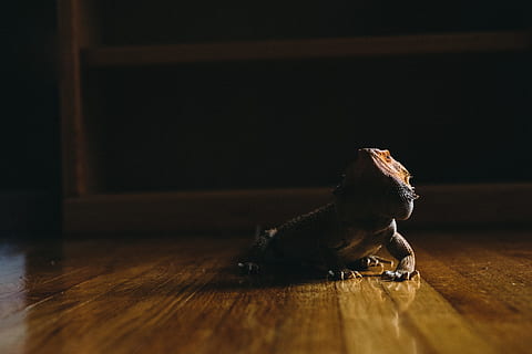 barbuto, Drago, di legno, pavimento, superficiale, fotografia a fuoco, parquet, domenica mattina, correre in giro, intorno alla casa, animale domestico, artiglio, lucertola, spuntone, rettile, animale, animali domestici, Marrone, in casa, un animale, pavimento in legno, legno - materiale, temi animali, nessuno, pavimentazione, legna, fauna selvatica, giocattolo, messa a fuoco selettiva, vertebrato, lunghezza intera, buio, tavolo, rappresentazione animale, avvicinamento, sfondo nero, aggressione, 4K, CC0, dominio pubblico, privo di copyright