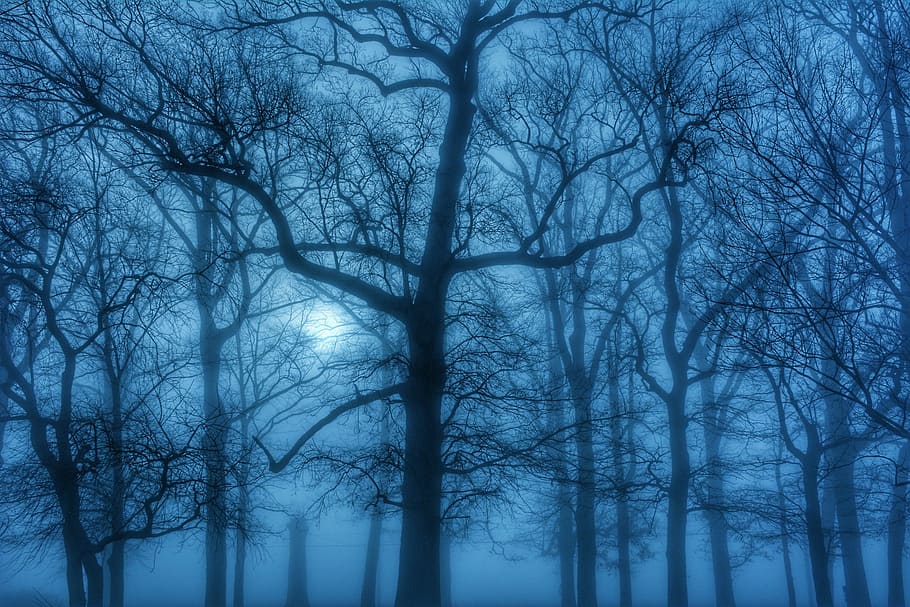 spoglio, albero, bianca, cielo, d'oro, ora, nebbia, alberi, marzo, blu, foschia, lunatico, etereo, boschi, foresta, boschetto, nebbioso, luce del sole, Alba, scenario, albero nudo, inverno, temperatura fredda, la neve, natura, bosco, ramo, nessuno, pianta, la tranquillità, tronco, bellezza nella natura, tronco d'albero, terra, Inquadratura dal basso, all'aperto, silhouette, baldacchino di albero, 1080P