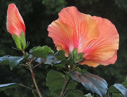 hibiscus, blomstre, flor, knap, katost, laks, smuk, natur, plante, rød, blomst, kronblad, blad, blomstrende plante, skønhed i naturen, sårbarhed, skrøbelighed, vækst, blomsterstand, blomsterhoved, friskhed, tæt på, pollen, plantestamme, ingen mennesker, støvdrager, fokus på forgrunden, udendørs, forår, 4K, CC0, offentligt domæne, royaltyfrie