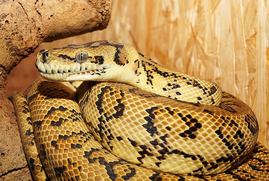brun slange, slange, python, træ python, terrarium, tæt, kvælerslange, krybdyr, dyr, vægt, boa, væsen, skønhed, fouragering, yndefuld, eksotisk, Snakehead, adelig, dyreportræt, Australien, mønster, portræt, dyre temaer, et dyr, dyreliv, dyr i naturen, hvirveldyr, tæt på, ingen mennesker, dyr kropsdel, natur, meddelelse, skilt, dyre skala, advarselsskilt, giftig, dyr hoved, udendørs, aggression, 4K