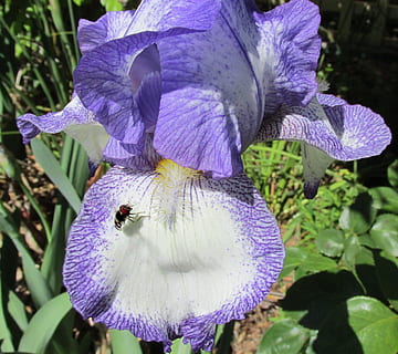volare, atterraggio, iris, pianta fiorita, fiore, viola, petalo, pianta, bellezza nella natura, fragilità, crescita, freschezza, vulnerabilità, testa di fiore, insetto, infiorescenza, invertebrato, avvicinamento, un animale, animali allo stato selvatico, temi animali, animale, ape, nessuno, impollinazione, polline, iris - pianta, bombo, 2K, CC0, dominio pubblico, privo di copyright