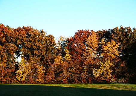 Fall, Tree, Organic, Agriculture, trees, organic, agriculture, outdoors, environment, trunk, leaves, branches, nature, woodland, forest, wilderness, woods, autumn, leaf, landscape, grass, green Color, yellow, scenics, beauty In Nature, season, sky, park - Man Made Space, color Image, no People, change, plant, growth, tranquility, orange color, tranquil scene, scenics - nature, land, clear sky, day, field, idyllic, non-urban scene, 2K, CC0, public domain, royalty free