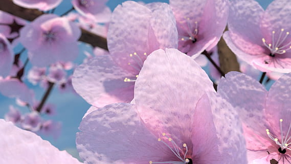 Cerezo, licuadora, 3d, licuadora, 3d, flor, fragilidad, color rosa, de cerca, pétalo, naturaleza, planta floreciendo, planta, belleza en la naturaleza, vulnerabilidad, crecimiento, frescura, nadie, primavera, día, inflorescencia, cabeza de flor, polen, fotograma completo, al aire libre, púrpura, flor de cerezo, 1080P, CC0, dominio público, libre de derechos
