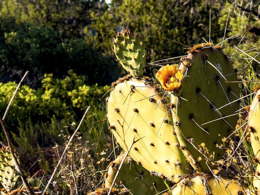 cactus, espinós, pera, taronja, flor, desert, agut, iphone, sedona, arizona, planta, creixement, naturalesa, centrar-se en primer pla, espina, cactus de figuera de moro, cap gent, planta suculenta, color verd, bellesa a la natura, primer pla, dia, groc, espigada, llum solar, fruita, planta amb flors, terra, a l'aire lliure, 4K