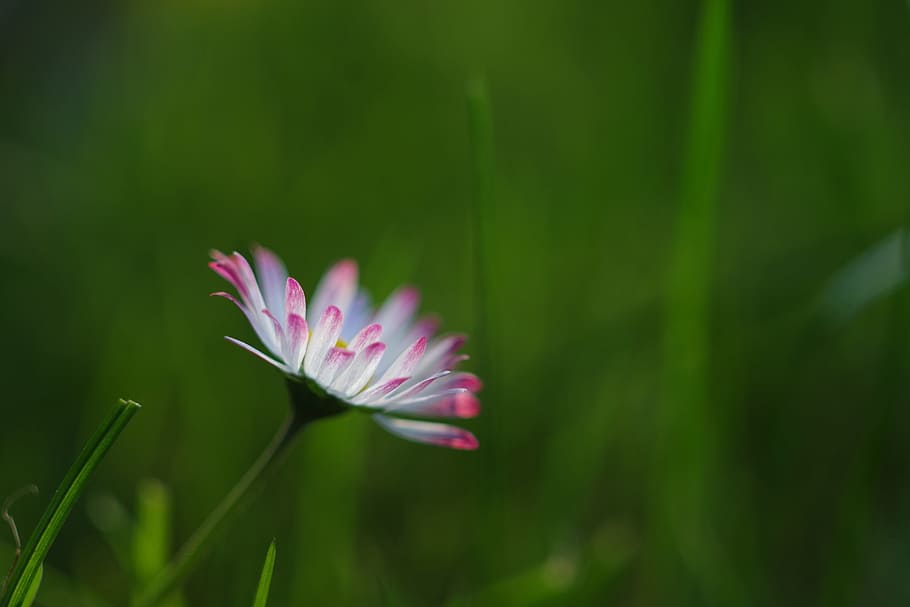 Gänseblümchen, eilen, Gras, Grün, blühen, Wiese, Natur, Garten, Weiß, Blume, Frühling, Blumenwiese, mehrjähriges Gänseblümchen, Wildblumen, Hintergrund, Makro, Struktur, Rasenblume, Sommer-, Graspflanze, im Gras, wilde Blumen, Boden, Pflanze, blühende Pflanze, Schönheit in der Natur, Wachstum, Frische, Zerbrechlichkeit, Verletzlichkeit, Blütenblatt, Nahansicht, grüne Farbe, pinke Farbe, Blütenstand, Blütenkopf, selektiver Fokus, keine Leute, Pflanzenstamm, Tag, draußen, Pollen, lila, 1080P