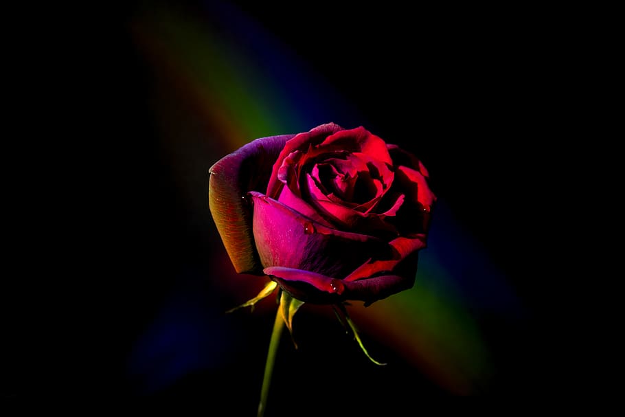 rojo, Rosa, flor, floración, mochila arcoiris, cerrar, fotografía, negro, planta floreciendo, vulnerabilidad, fragilidad, belleza en la naturaleza, frescura, planta, pétalo, de cerca, inflorescencia, cabeza de flor, crecimiento, flor rosa, naturaleza, color rosa, nadie, foto de estudio, fondo negro, al aire libre, sépalo, púrpura, 5K