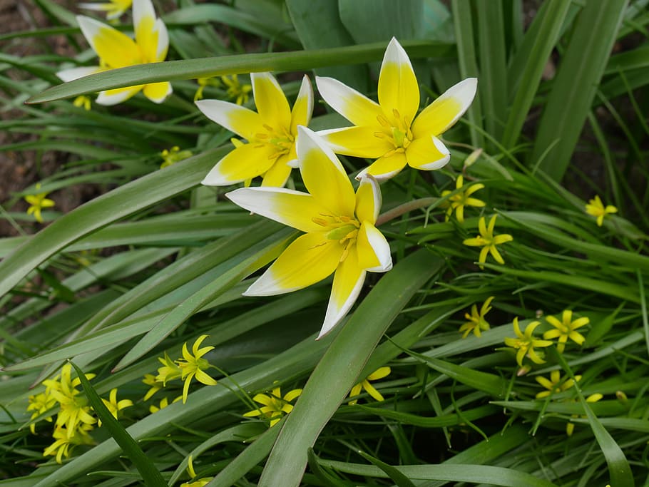 crocus, primavera, groc, flor, una flor groga, primer pla, naturalesa viva, flor bonica, belles flors, verds, herba, flor de jardí, planta ornamental, florir, naturalesa, les primeres flors, flors, color verd, planta, frescor, planta amb flors, vulnerabilitat, fragilitat, pètal, creixement, bellesa a la natura, cap de flor, inflorescència, dia, centrar-se en primer pla, cap gent, terra, full, a l'aire lliure, gazania, 5K