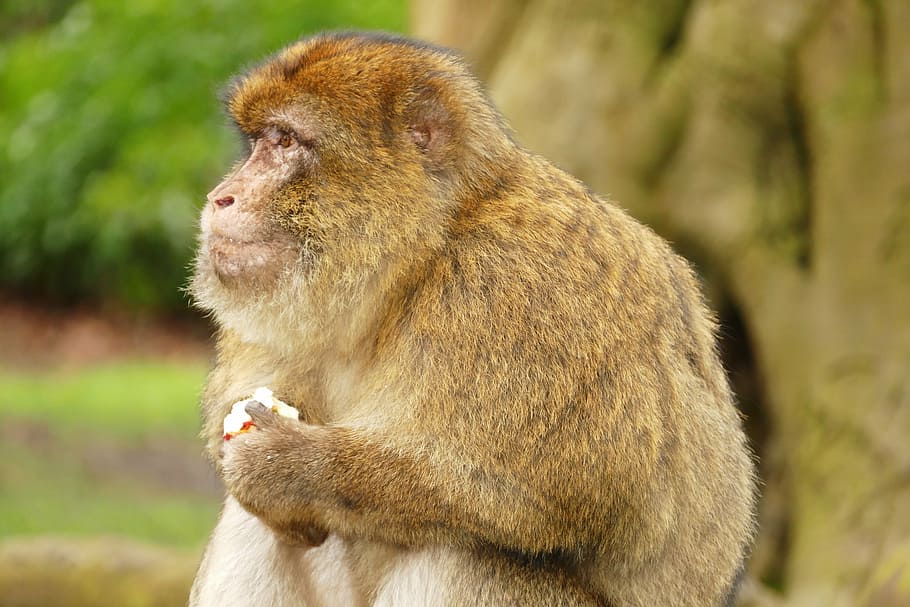 mico, primat, maca de barbaria, animal, bonic, mamífer, vida salvatge, salvatge, zoo, naturalesa, fauna animal, un animal, animals a la natura, centrar-se en primer pla, vertebrats, mirant, cap gent, mirant cap a fora, dia, bosc, a l'aire lliure, marró, vista del perfil, babuí, contemplació, 5K