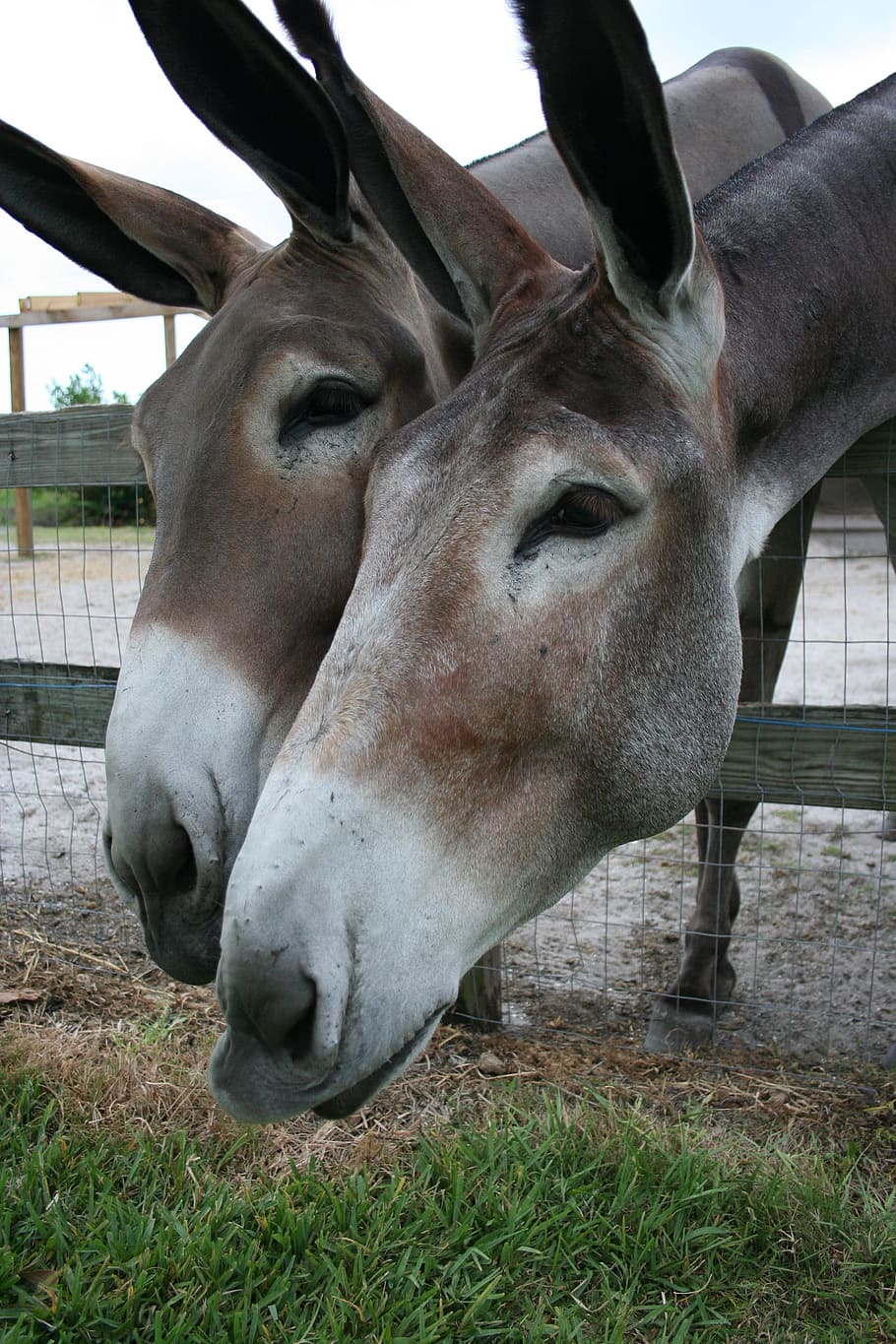 osli, burros, boční, podle, vyšetřování, zvědavý, obrovský, hlavy, zvíře, savec, Příroda, venku, zvířat, domácí zvířata, obratlovců, hospodářských zvířat, tráva, pole, jednoho zvířete, domácí, domácí mazlíčci, rostlina, nikdo, zvířecí hlavy, přistát, detail, část těla zvířete, den, býložravý, zvířecí nos, 2K