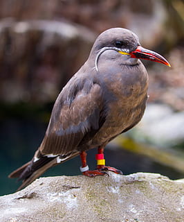 inca tern, incas, TERN, larosterna, pasăre, antarctic, ornitologie, supravegherea păsărilor, natură, rece, animale sălbatice, ocean, seabird, animale tematice, animale vertebrate, animal, animale în sălbăticie, un animal, să se concentreze asupra primelor elemente, stinghie, zi, solid, stâncă, a închide, obiect de rocă, nici o persoana, cioc, în aer liber, lungime totală, in cautarea, 2K, CC0, domeniu public, fără drepturi de autor