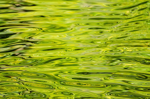 agua, fondo, modelo, verde, de cerca, elemento, fotograma completo, antecedentes, color verde, nadie, día, frescura, comida y bebida, naturaleza, patrón natural, vista de alto ángulo, belleza en la naturaleza, lago, al aire libre, ondulado, crecimiento, texturizado, pureza, 1080P, CC0, dominio público, libre de derechos